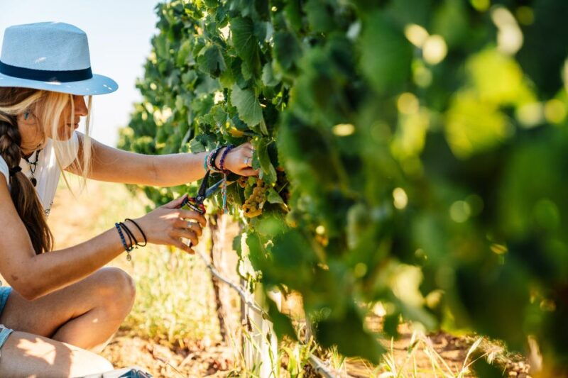 algarve-classic-wine-tour-tasting-in-silves