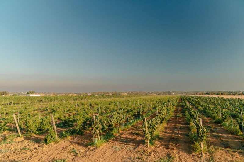 algarve-classic-wine-tour-tasting-in-silves
