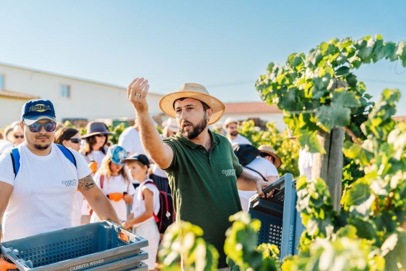 algarve-classic-wine-tour-tasting-in-silves