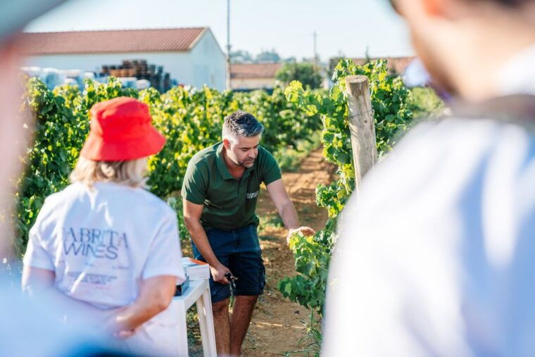 algarve-classic-wine-tour-tasting-in-silves