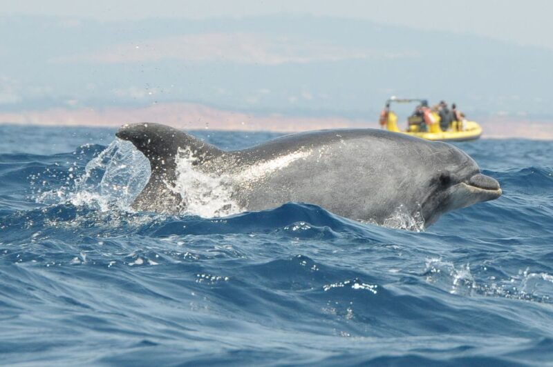 algarve-coast-dolphin-watching-cave-tour