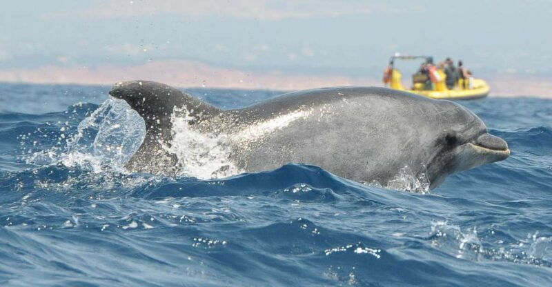 algarve-coast-dolphin-watching-cave-tour