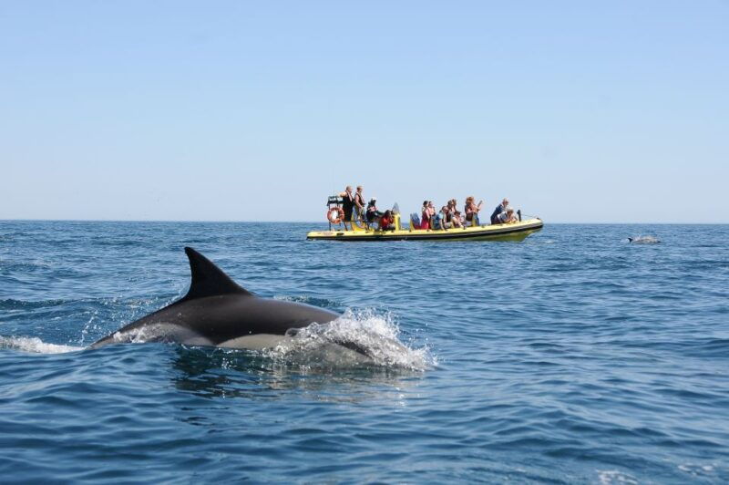 algarve-coast-dolphin-watching-cave-tour