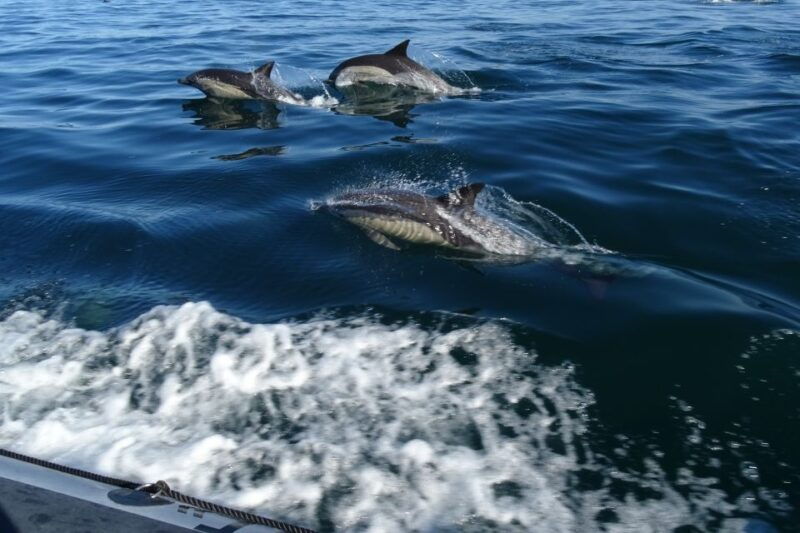 algarve-dolphin-watching-marine-life-eco-tour-3