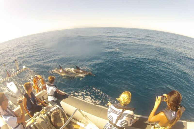 algarve-dolphin-watching-marine-life-eco-tour-3
