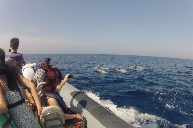 algarve-dolphin-watching-marine-life-eco-tour-3