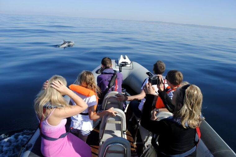 algarve-dolphin-watching-marine-life-eco-tour-3