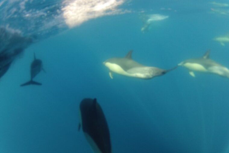 algarve-dolphin-watching-marine-life-eco-tour-3