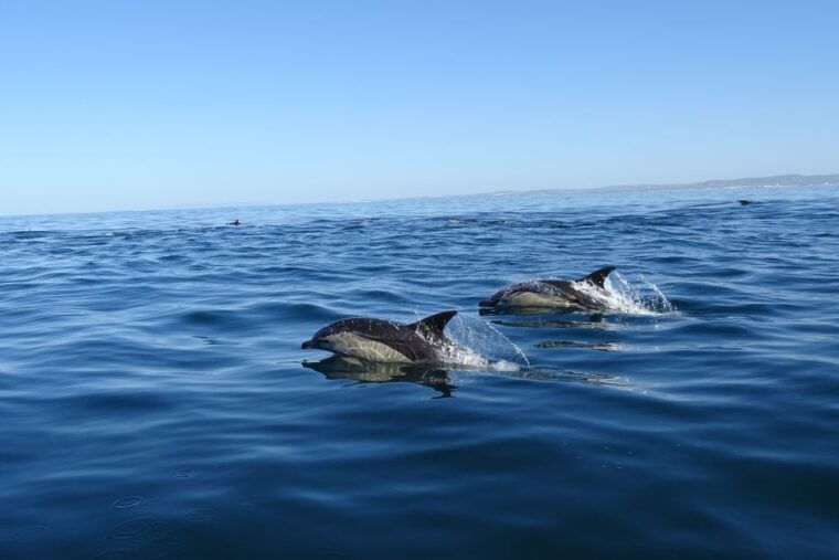 algarve-dolphin-watching-marine-life-eco-tour-3