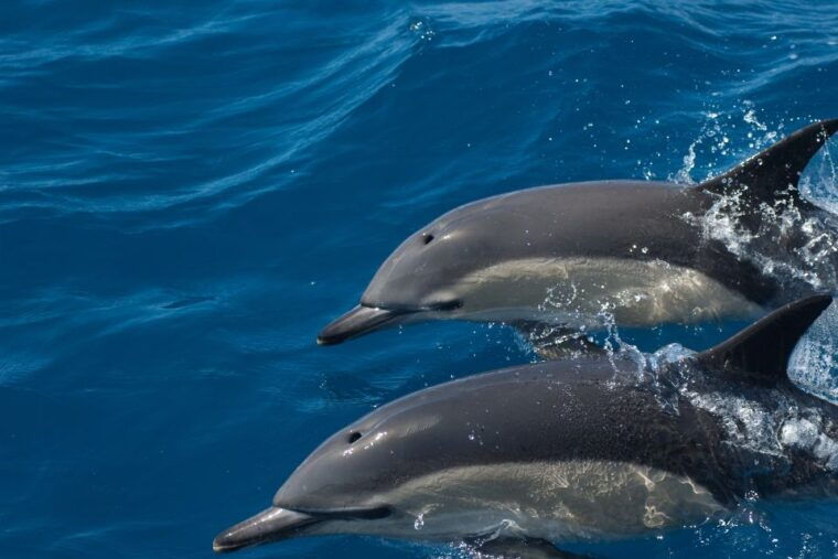 algarve-dolphin-watching-marine-life-eco-tour-3