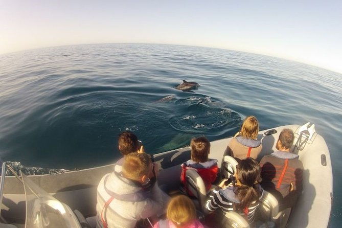 algarve-dolphin-watching-marine-life-eco-tour
