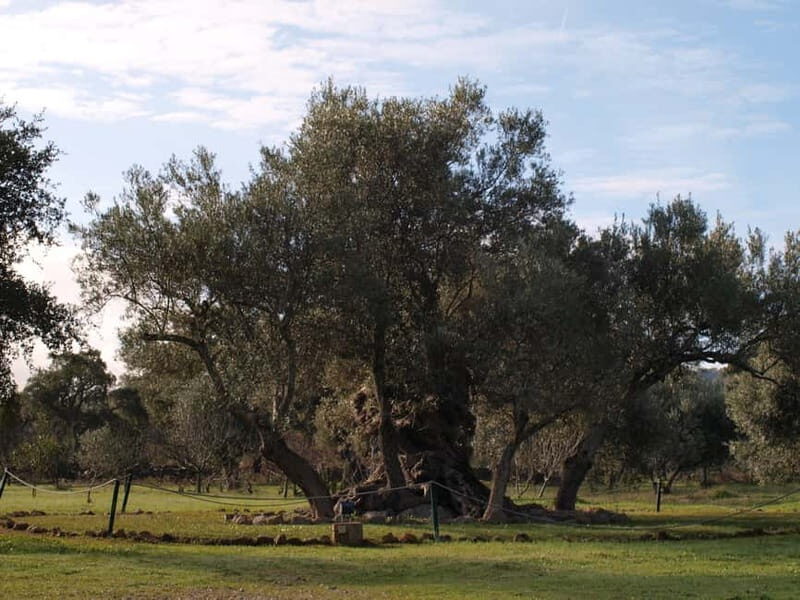 Algarve: Flavors and Traditions Tour - Authentic Experiences That Make a Difference