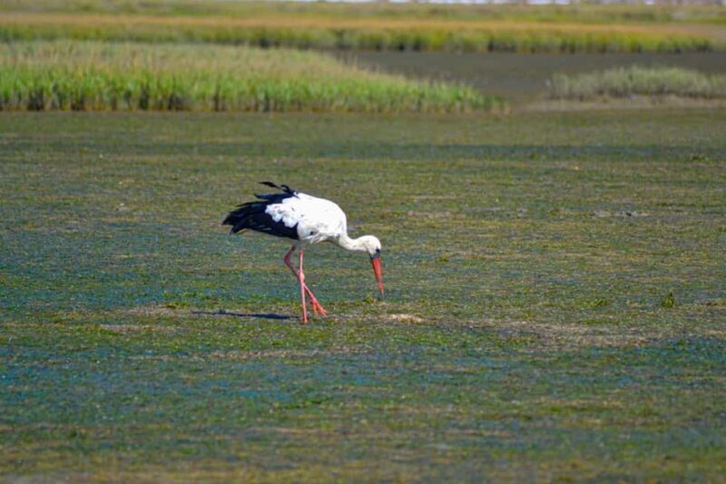 Algarve: Olhão Highlights Tour and Ria Formosa Boat Trip - A Closer Look at the Tour Experience