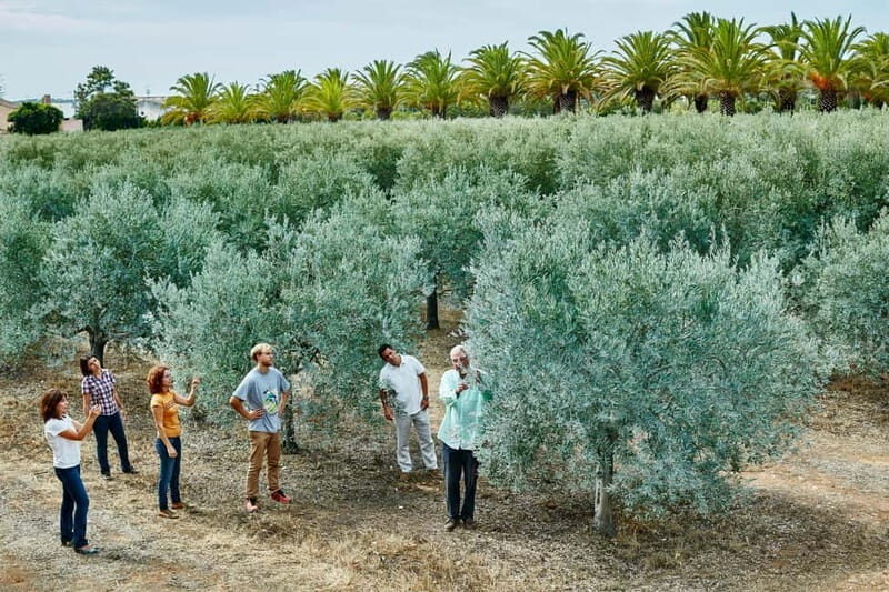Algarve: Olive Oil, Market, and Ria Formosa Boat Tour - The Practical Side: What You Need to Know  