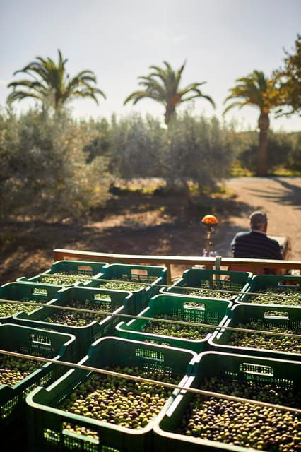 algarve-olive-oil-market-and-ria-formosa-boat-tour