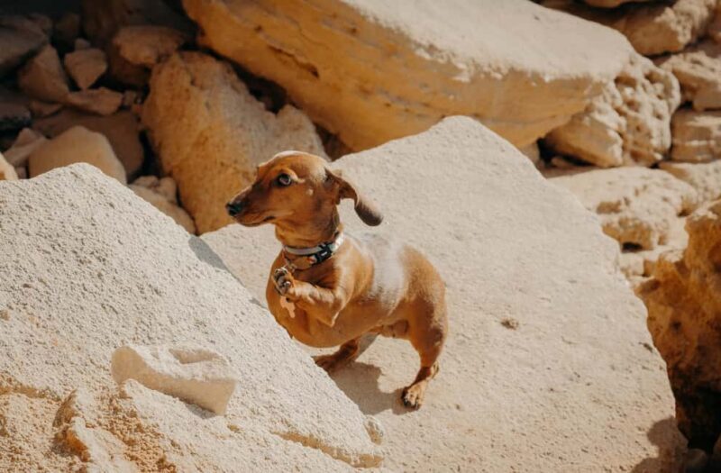 Algarve: Private Vacation Photoshoot with a Local - Why This Photoshoot Works Well for Different Travelers