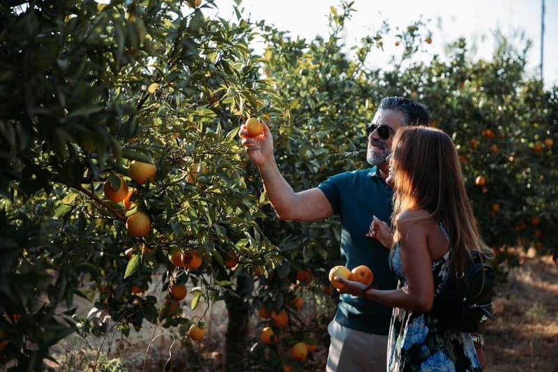 Algarve: Silves, Orange Grove & Monchique Mountains Tour - Exploring the Algarve: What to Expect from This Tour