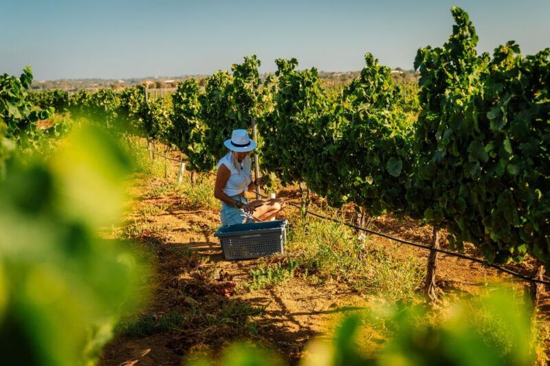 algarve-vineyard-tour-premium-wine-tasting-in-silves