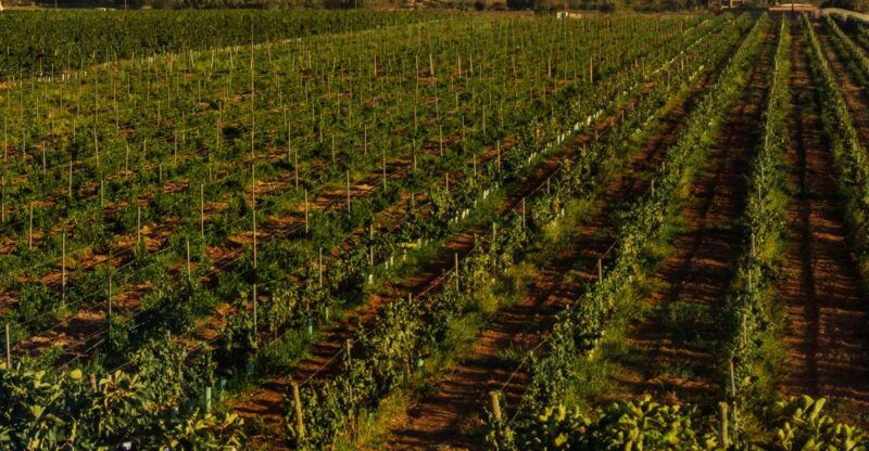 algarve-vineyard-tour-premium-wine-tasting-in-silves