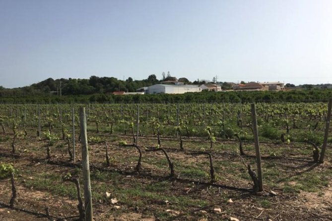algarve-wine-tour-and-mountain-top-trip-with-lunch-or-dinner-at-sunset-time