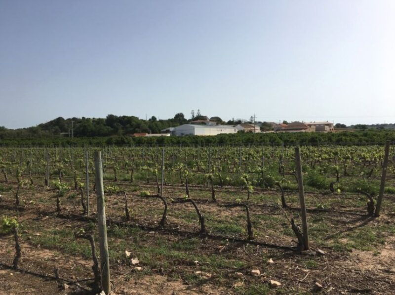 algarve-wine-tour-and-mountain-top-trip-with-lunch-or-dinner
