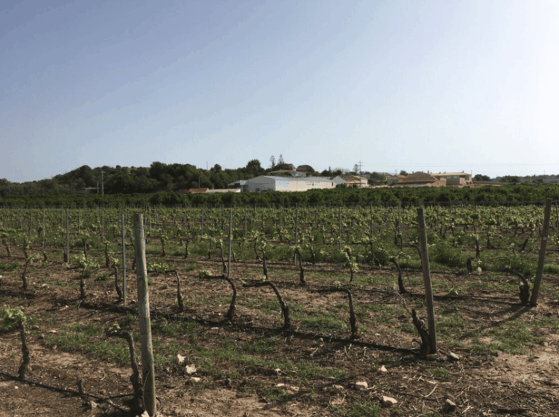 algarve-wine-tour-of-two-estates-guided-by-wine-expert