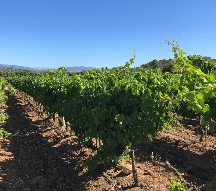 algarve-wine-tour-of-two-estates-guided-by-wine-expert
