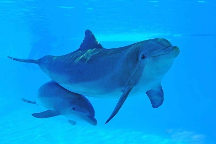algarve-zoomarine-ticket-and-dolphin-emotions-experience