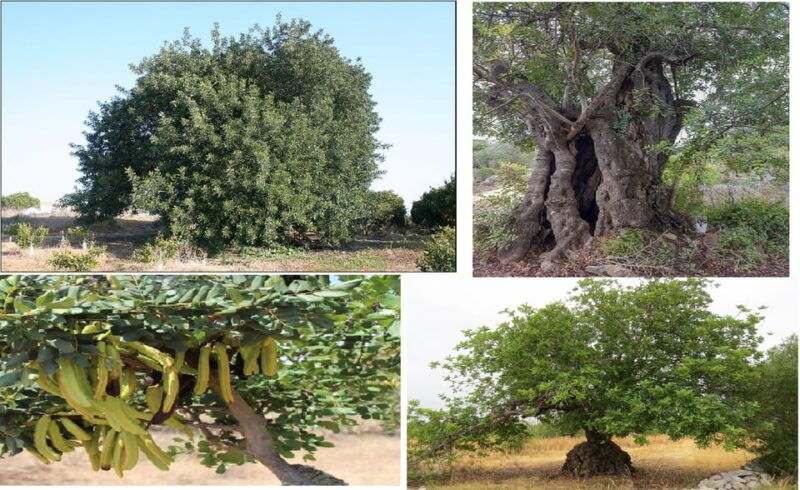 algarves-carob-trail
