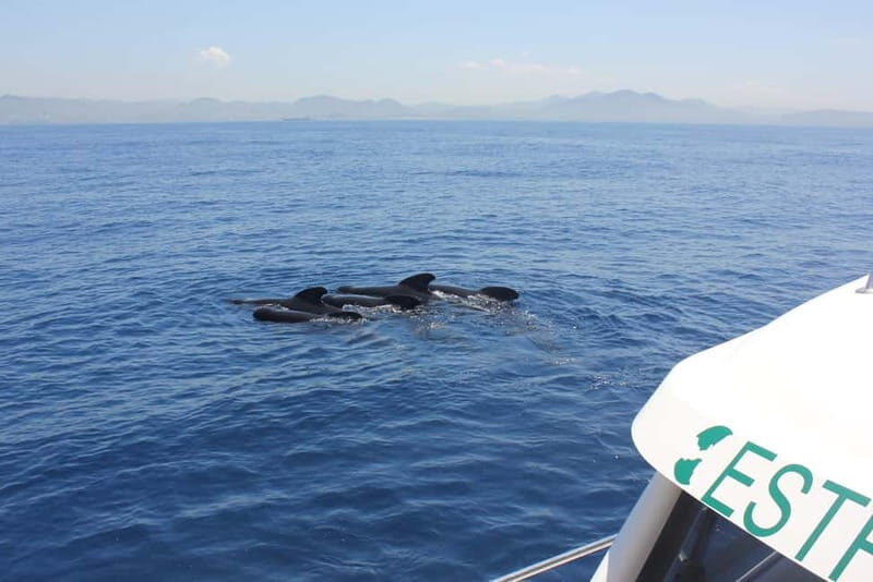 Algeciras: Dolphin and whale watching in reduced groups - Exploring Algeciras: Dolphin and Whale Watching in Reduced Groups