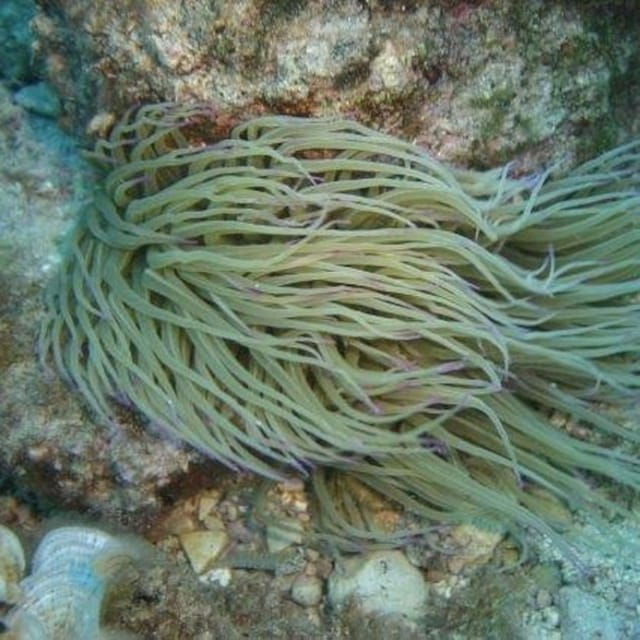 alghero-discovery-diving-lesson-for-beginners
