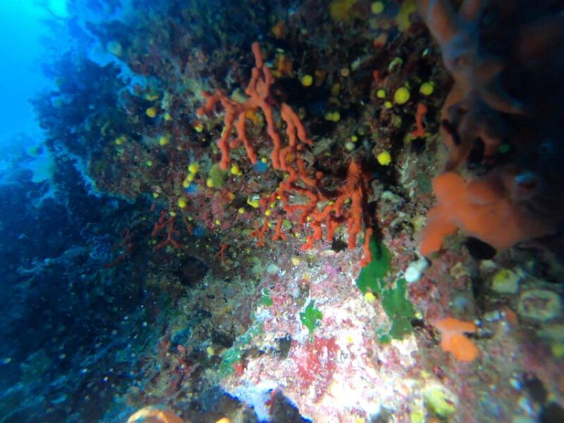 alghero-diving-experience