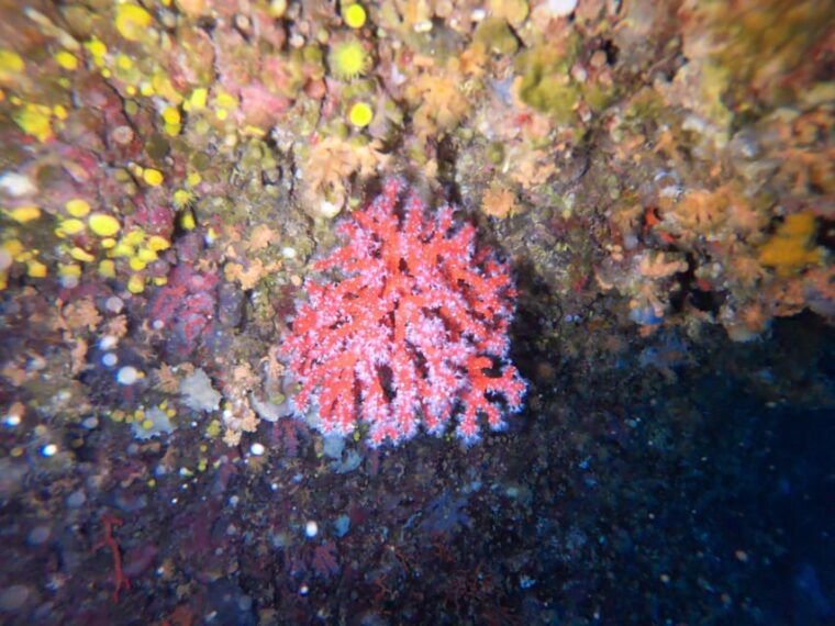 alghero-diving-experience