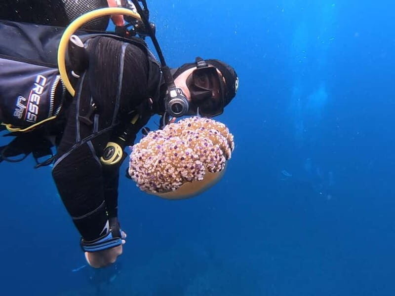 Alghero: Diving - Key Points