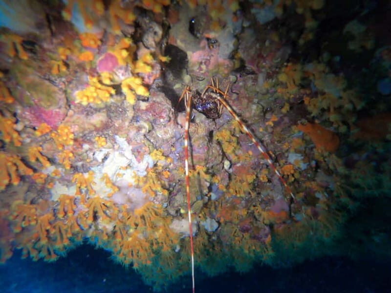 Alghero: Diving - Practical Details: Pricing, Duration, and Booking
