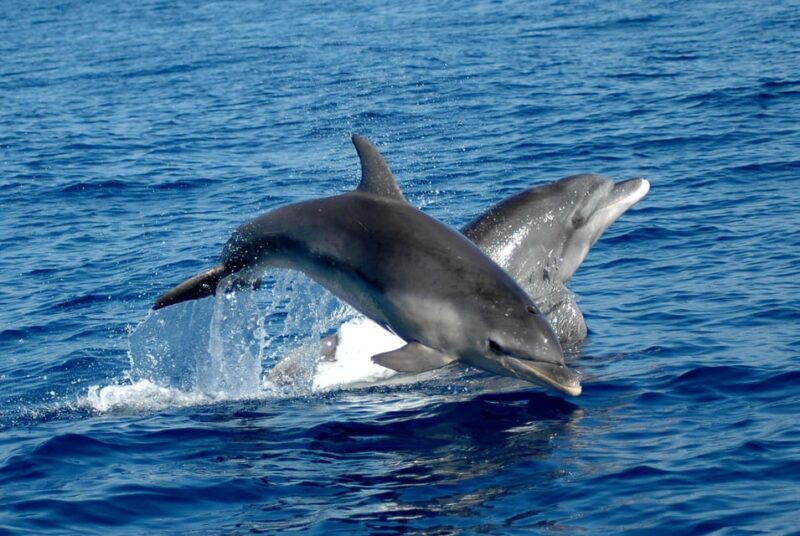 alghero-dolphin-watching-tour-with-marine-biologists