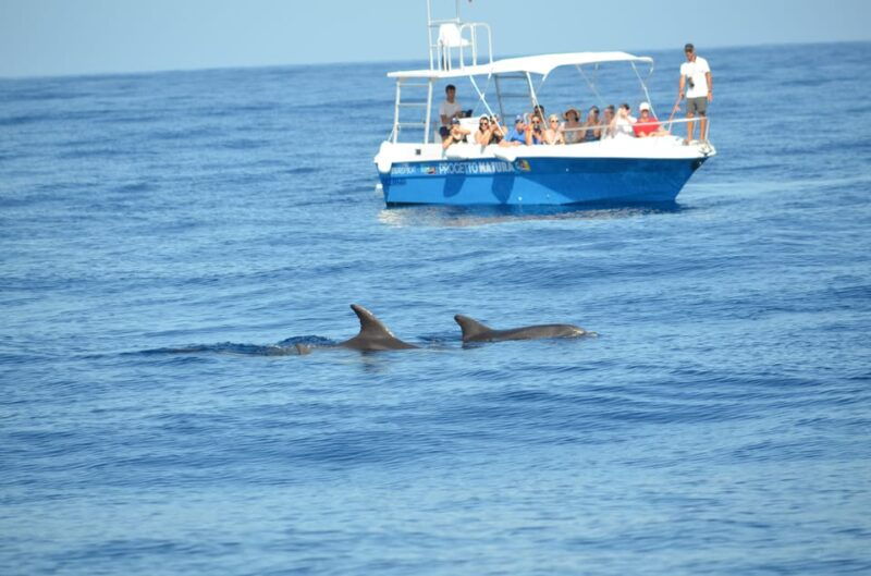 alghero-dolphin-watching-tour-with-marine-biologists