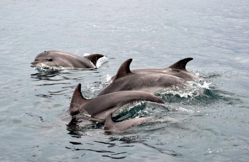alghero-dolphin-watching-tour-with-marine-biologists