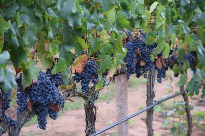 Alghero: Sunset Wine and Olive Oil Tour in Boutique Winery - FAQ