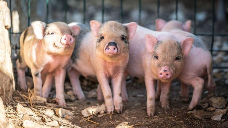 alghero-visit-an-animal-shelter-in-olmedo