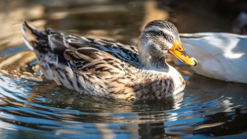 alghero-visit-an-animal-shelter-in-olmedo