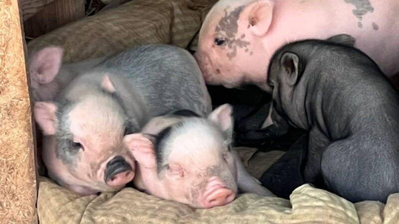 alghero-visit-an-animal-shelter-with-lunch-or-dinner