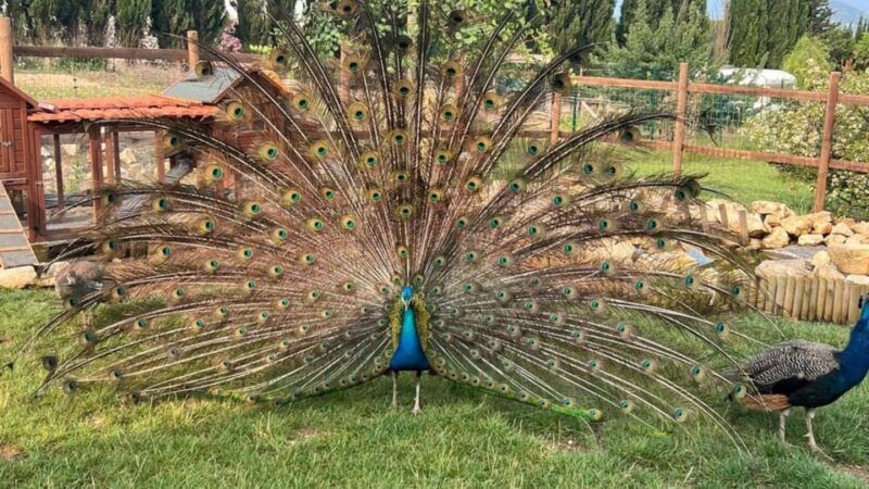 alghero-visit-an-animal-shelter-with-lunch-or-dinner