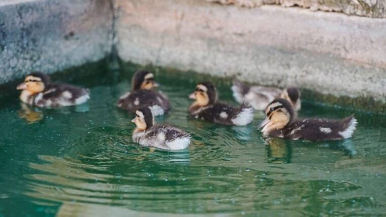 alghero-visit-an-animal-shelter-with-lunch-or-dinner