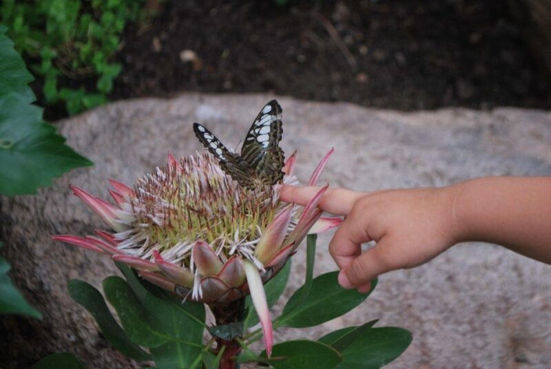 alghero-visit-at-the-butterfly-house