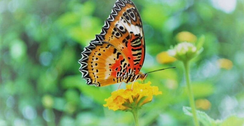 alghero-visit-at-the-butterfly-house