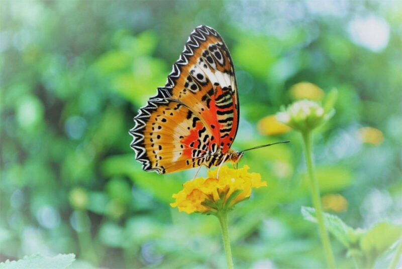 alghero-visit-at-the-butterfly-house