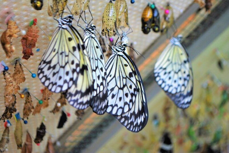 alghero-visit-at-the-butterfly-house