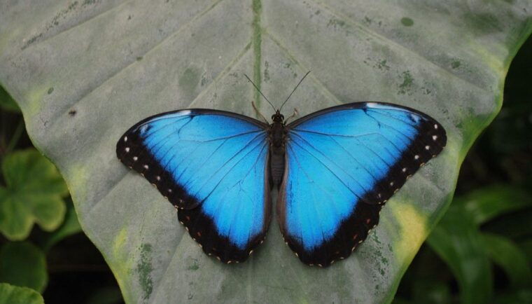 alghero-visit-at-the-butterfly-house