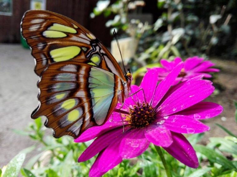 alghero-visit-at-the-butterfly-house